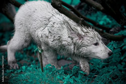 white swiss shepherd puppies in a wet and dirty forest. The white dog is hunting. A dog resembling a small wolf. White Wolf