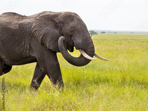 Serengeti National Park  Tanzania  Africa - February 29  2020  African elephant walking along savannah in Serengeti National Park