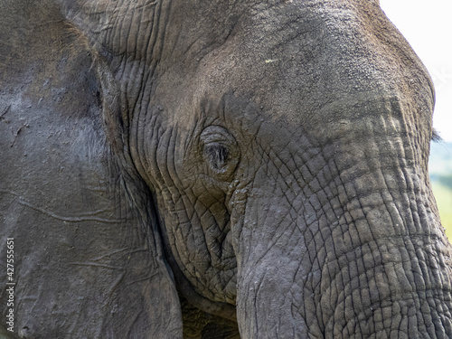 Serengeti National Park, Tanzania, Africa - February 29, 2020: Close up of African Elephant Face with Tusks