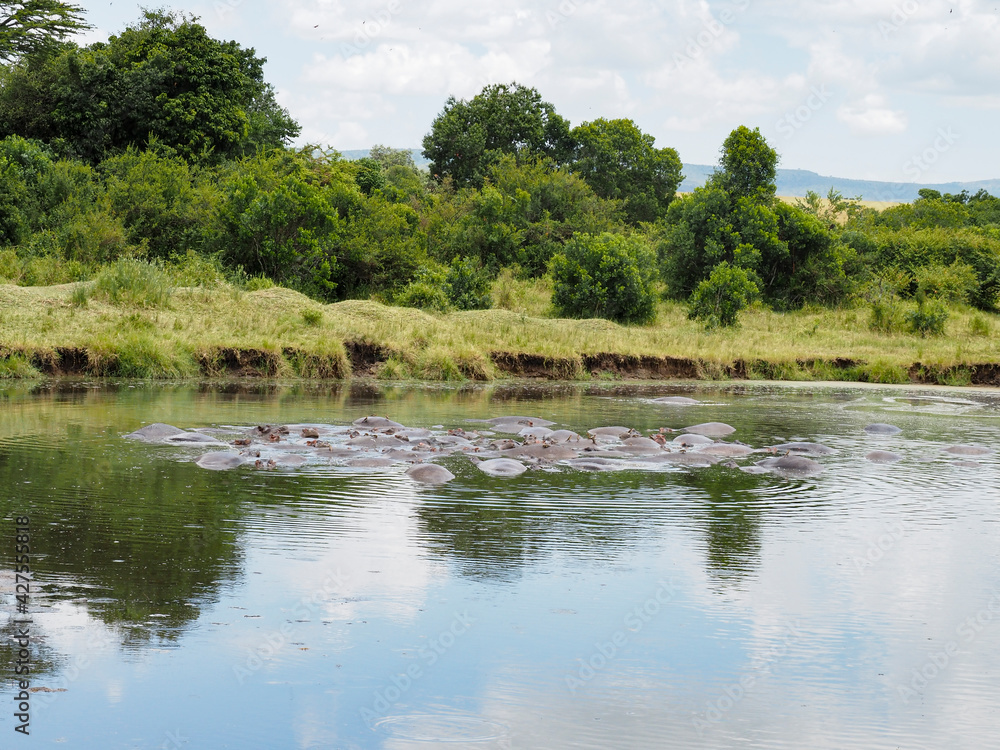Masai Mara, Kenya, Africa - February 26, 2020: Hippos in pond at Keekorok Lodge in Masai Mara Game Reserve Masai Mara, Kenya, Africa - February 26, 2020: Hippos in pond at Keekorok Lodge in Masai Mara Game Reserve