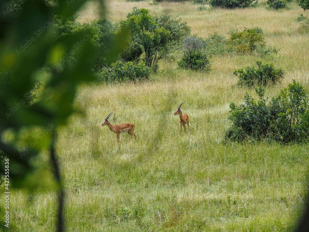 Masai Mara, Kenya, Africa - February 26, 2020: Antelope across the Savannah, Masaai Mara Game Reserve Masai Mara, Kenya, Africa - February 26, 2020: Antelope across the Savannah, Masaai Mara Game Reserve