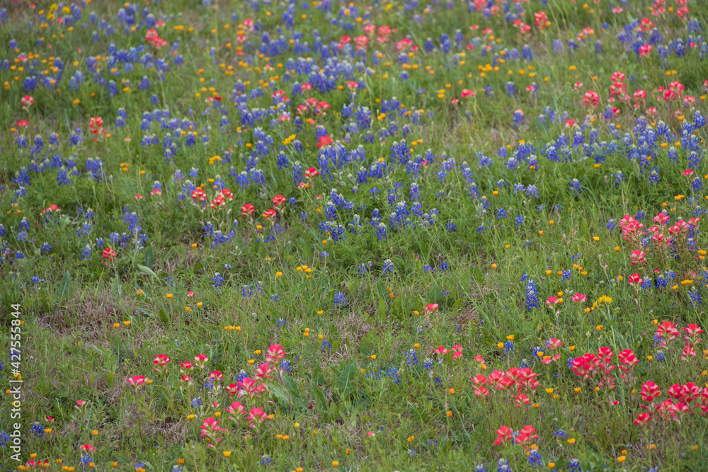 Bluebonnets and Indian Paintbrush wildflowers in a field