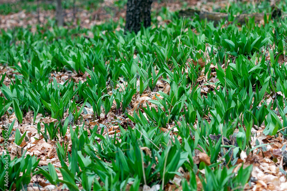 Wild Ramps wild garlic ( Allium tricoccum), commonly known as ramp