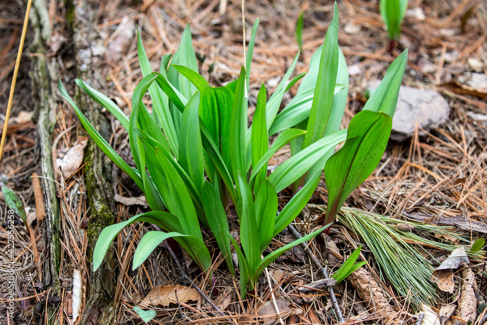 Wild Ramps - wild garlic ( Allium tricoccum), commonly known as ramp, ramps, spring onion, wild leek, wood leek. North American species of wild onion. in Canada, ramps are considered rare delicacies Wild Ramps - wild garlic ( Allium tricoccum), commonly known as ramp, ramps, spring onion, wild leek, wood leek. North American species of wild onion. in Canada, ramps are considered rare delicacies