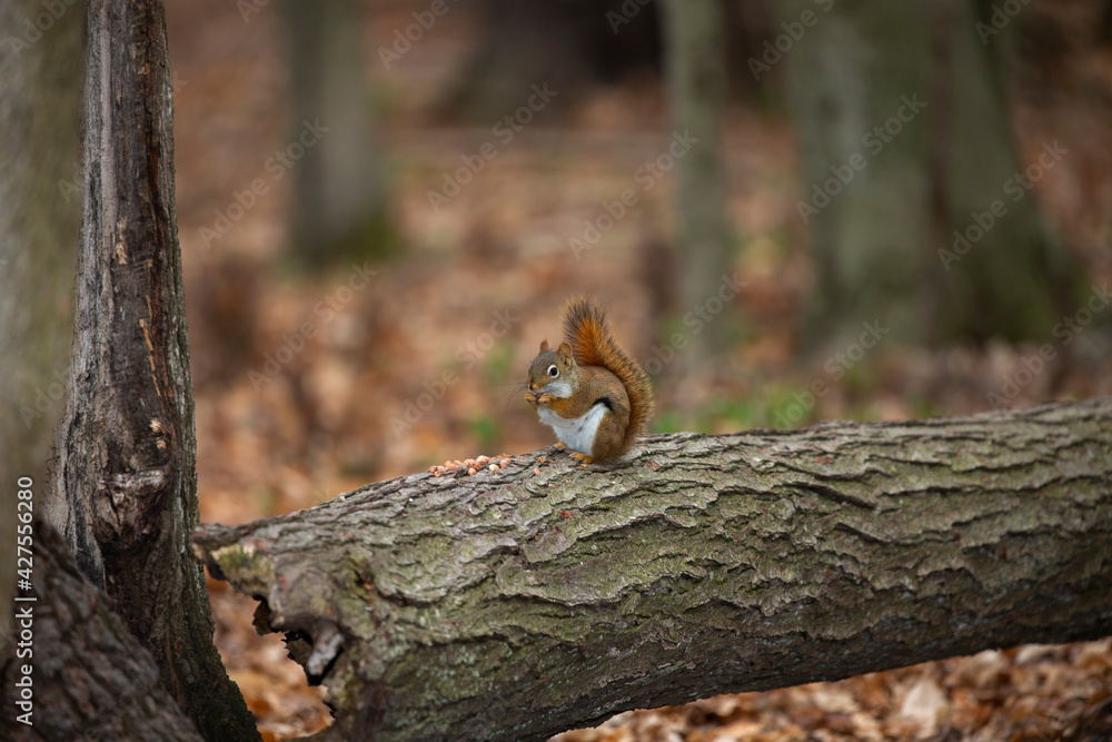 American red squirrel ((Tamiasciurus hudsonicus) known as the pine squirrel, North American red squirrel and chickaree.