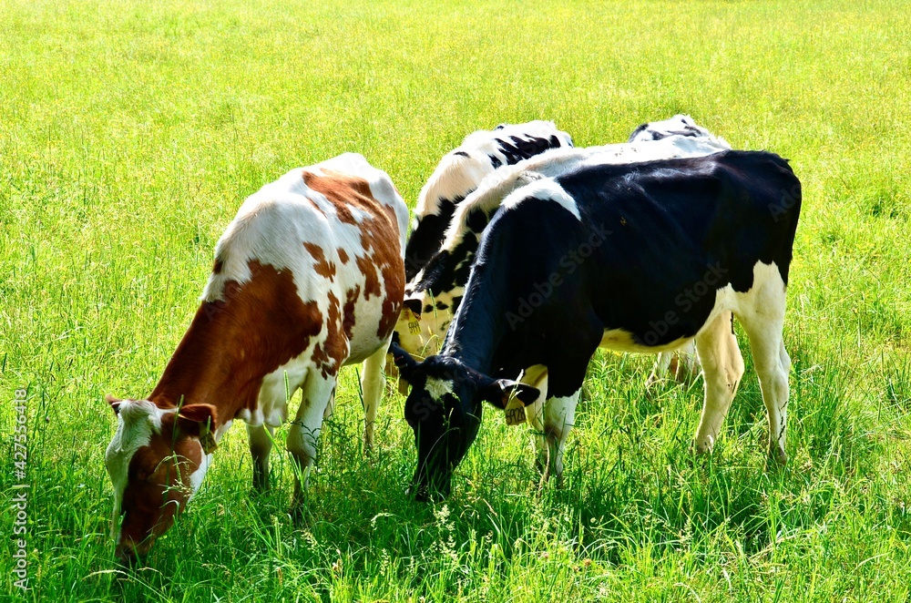 Cows on grass field, in a farm ranch in New York rural area.