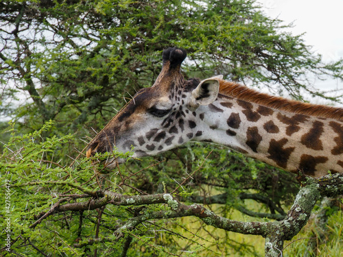 Serengeti National Park, Tanzania, Africa - February 29, 2020: Giraffes along the savannah roaming and eating