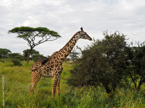 Serengeti National Park  Tanzania  Africa - February 29  2020  Giraffes along the savannah roaming and eating