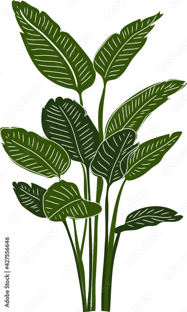 Monstera Plant Illustration Monstera Plant Illustration