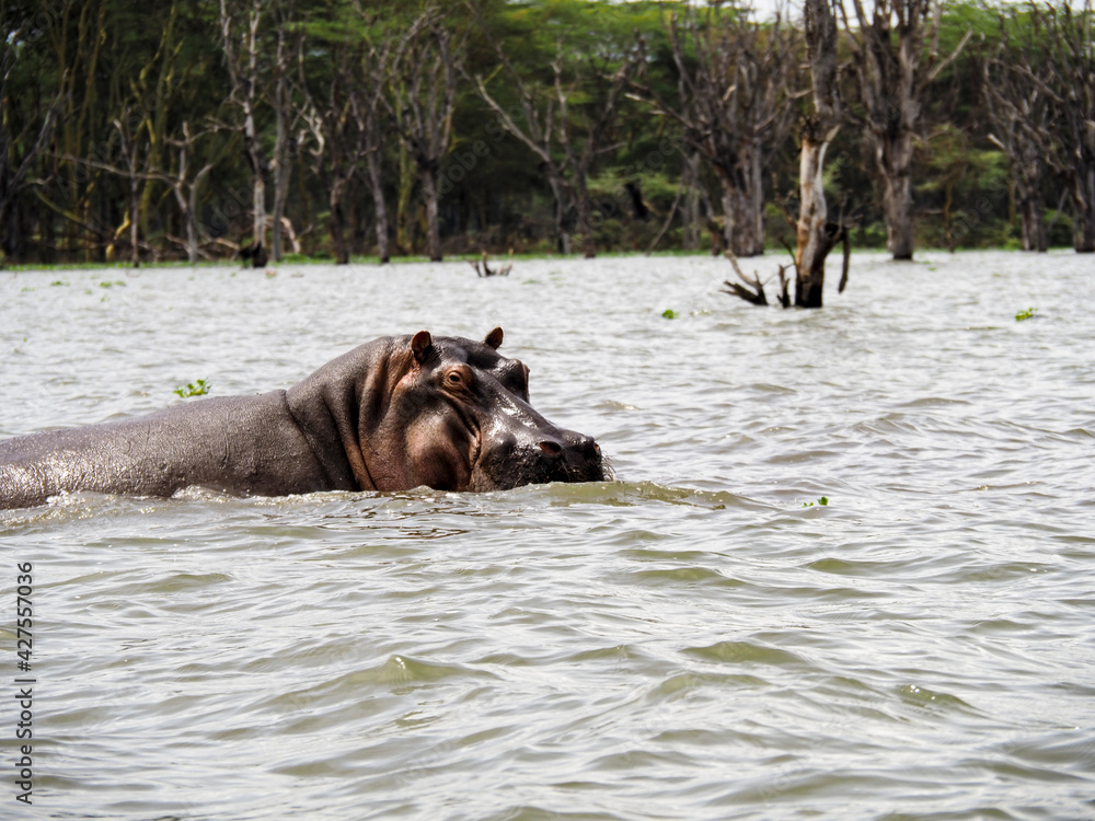 Lake Naivasha, Kenya, Africa - February 25, 2020: Hippos swimming through Lake Naivasha in Kenya, Africa Lake Naivasha, Kenya, Africa - February 25, 2020: Hippos swimming through Lake Naivasha in Kenya, Africa