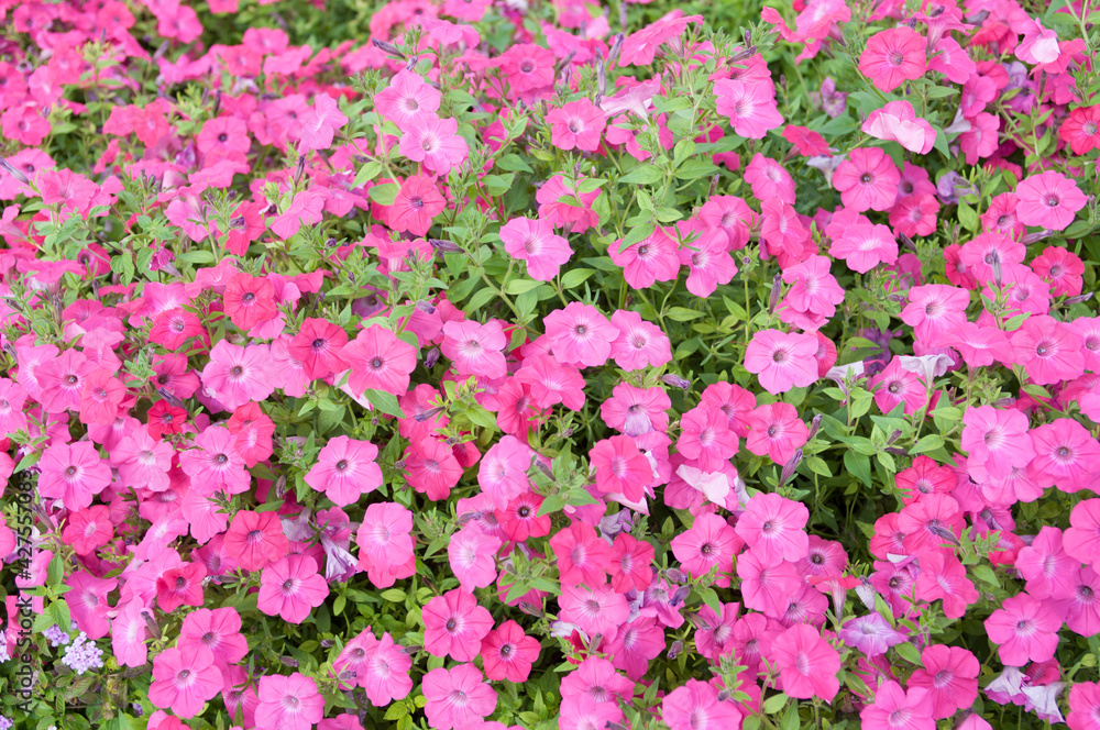 field of showy hot pink petunias in the sun