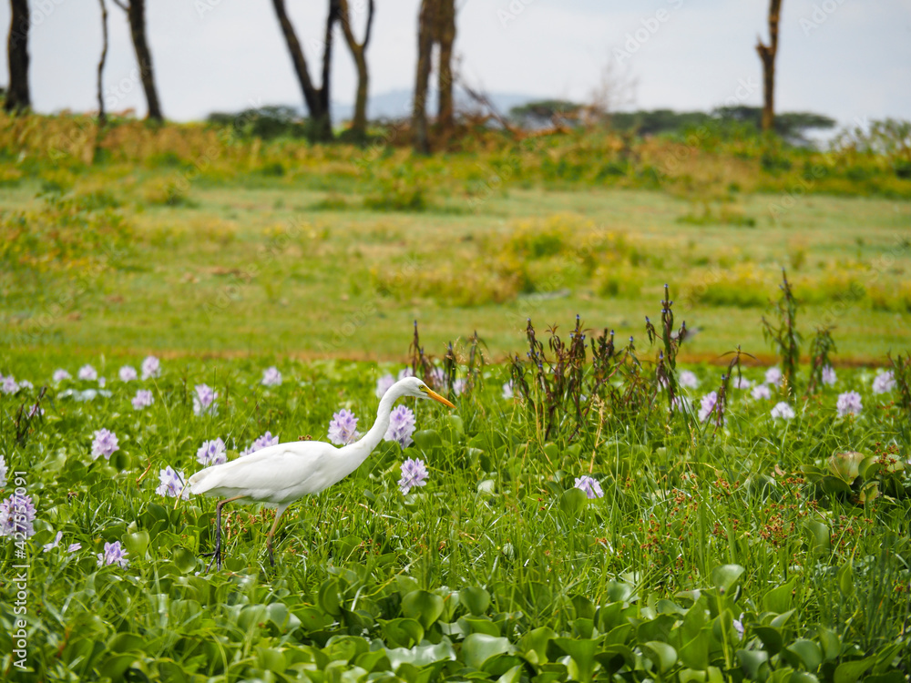 Lake Naivasha, Kenya, Africa, February 25, 2020: Great egret walking along Crescent Island Lake Naivasha, Kenya, Africa, February 25, 2020: Great egret walking along Crescent Island