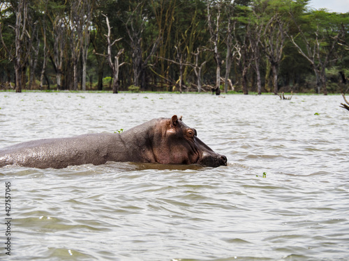 Lake Naivasha, Kenya, Africa - February 25, 2020: Hippos swimming through Lake Naivasha in Kenya, Africa
