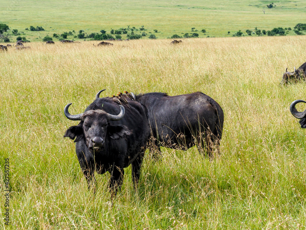 Maasai Mara, Kenya, Africa - February 26, 2020: Cape buffalo eating along the savanna, Maasai Mara Game Reserve, Kenya, Africa