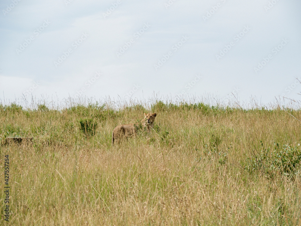 Fototapeta premium Maasai Mara National Reserve, Kenya, Africa - February 26, 2020: Lioness resting in tall grass of Maasai Mara Game Reserve in Kenya, Africa