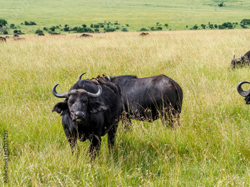 Fototapeta Naklejka Na Ścianę i Meble -  Maasai Mara, Kenya, Africa - February 26, 2020: Cape buffalo eating along the savanna, Maasai Mara Game Reserve, Kenya, Africa