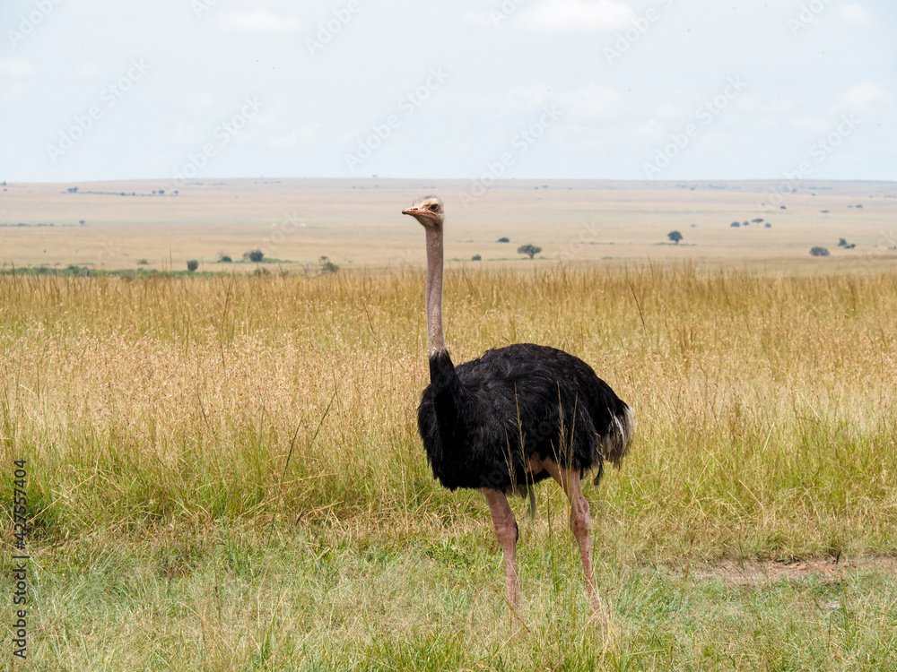 Naklejka premium Maasai Mara, Kenya, Africa - February 26, 2020: Ostriches roaming on the Savannah, Maasai Mara Game Reserve, Kenya, Africa