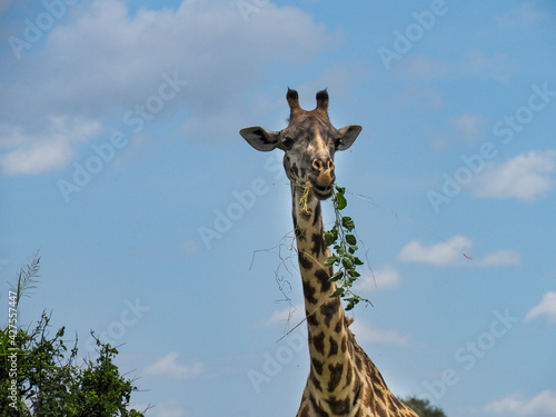 Maasai Mara, Kenya, Africa - February 26, 2020: Giraffe eating leaves on Safari, Maasai Mara Game Reserve