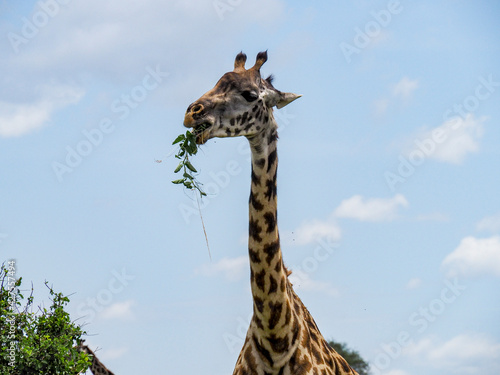 Foto Maasai Mara, Kenya, Africa - February 26, 2020: Giraffe eating leaves on Safari,