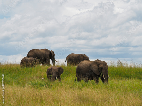 Maasai Mara  Kenya  Africa - February 26  2020  Herd of elephants on hill  Maasai Mara Game Reserve  Kenya  Africa