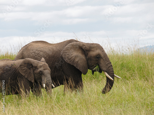 Maasai Mara  Kenya  Africa - February 26  2020 