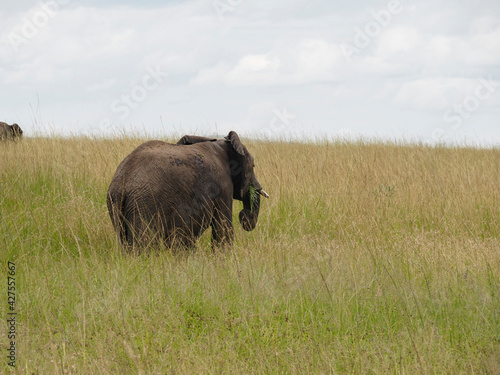 Maasai Mara, Kenya, Africa - February 26, 2020: Large african elephant eating grass, Maasai Mara Game Reserve, Kenya, Africa