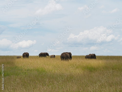 Maasai Mara, Kenya, Africa - February 26, 2020: Herd of elephants on hill, Maasai Mara Game Reserve, Kenya, Africa