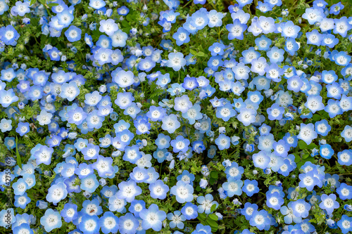 Full blooming of baby blue eyes (Nemophila menziesii) at Maishima island in Osaka, Japan photo