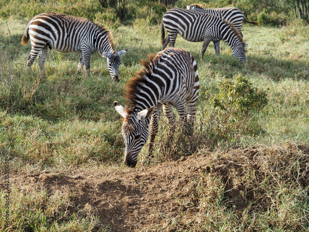 Obraz premium Zebras grazing along savannah, Lake Nakuru, Kenya, Africa