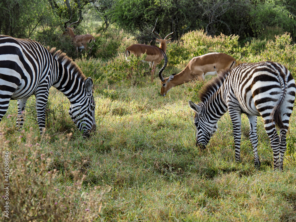 Fototapeta premium Zebras grazing along savannah, Lake Nakuru, Kenya, Africa