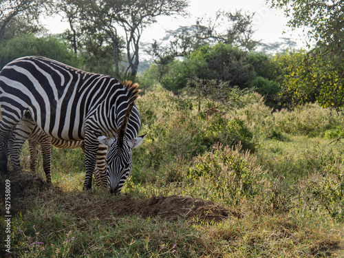 Zebras grazing along savannah  Lake Nakuru  Kenya  Africa