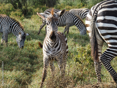 Zebras grazing along savannah  Lake Nakuru  Kenya  Africa