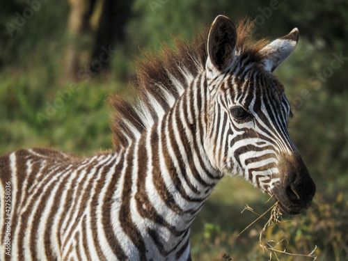 Zebras grazing along savannah  Lake Nakuru  Kenya  Africa
