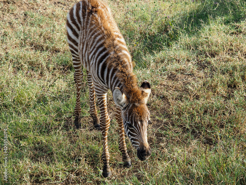 Zebras grazing along savannah  Lake Nakuru  Kenya  Africa