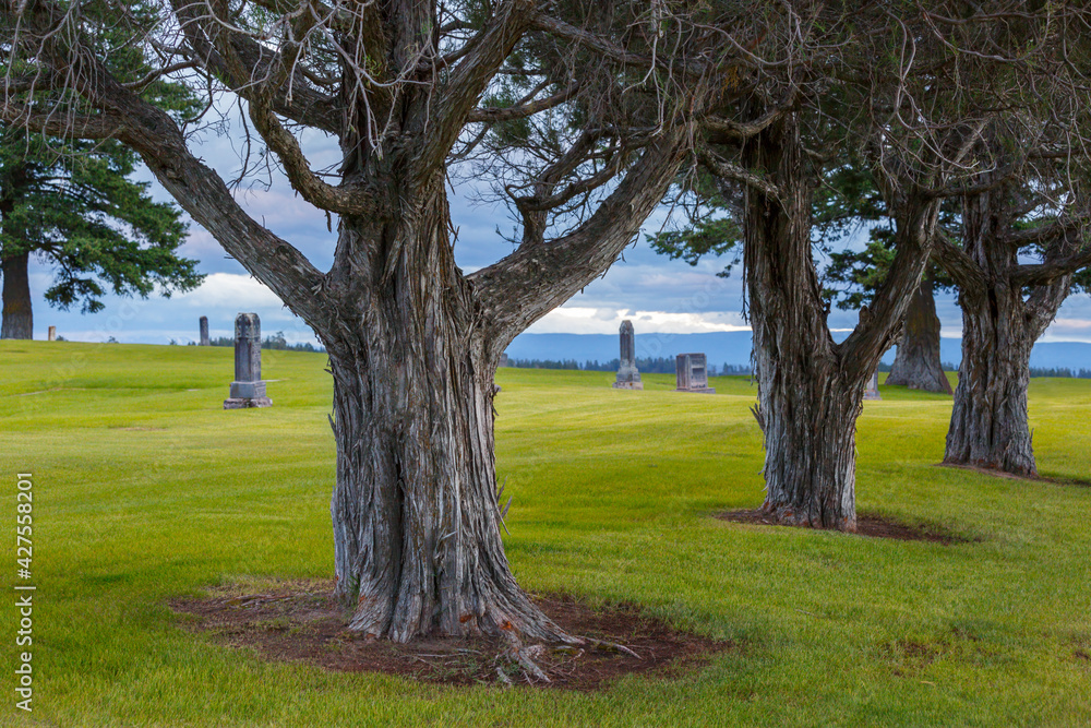 cedar trees within an old cemetery covered with lush grass on a summer's day cedar trees within an old cemetery covered with lush grass on a summer's day