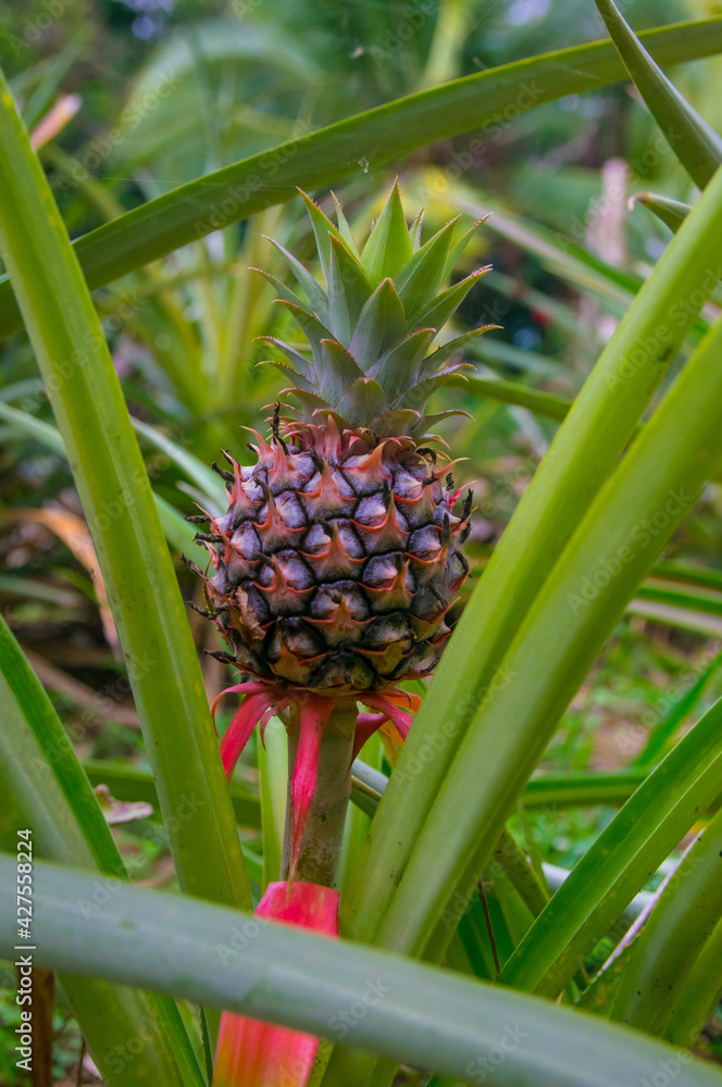Inflorescencia y fruta verde de piña en un cultivo de esta deliciosa fruta tropical en una finca de Chiriqui Panamá Inflorescencia y fruta verde de piña en un cultivo de esta deliciosa fruta tropical en una finca de Chiriqui Panamá