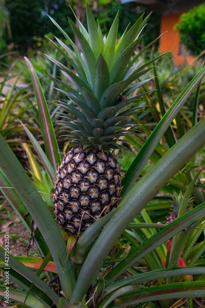 Inflorescencia y fruta verde de piña en un cultivo de esta deliciosa ...