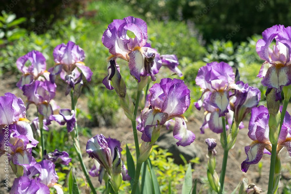 bi-coloured (violet and white) irises in a garden 