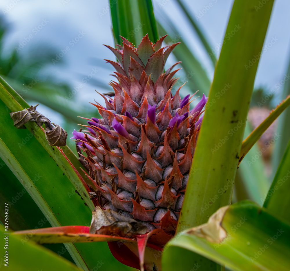 Inflorescencia y fruta verde de piña en un cultivo de esta deliciosa ...