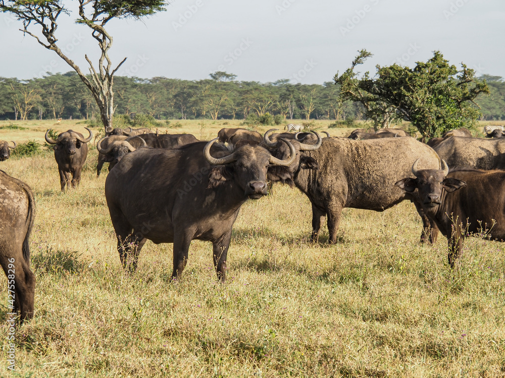 Lake Nakuru National Park, Cape buffalo grazing along savannah, Nairobi, Kenya, Africa Lake Nakuru National Park, Cape buffalo grazing along savannah, Nairobi, Kenya, Africa