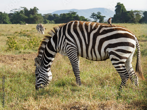 Zebras grazing along savannah  Lake Nakuru  Kenya  Africa
