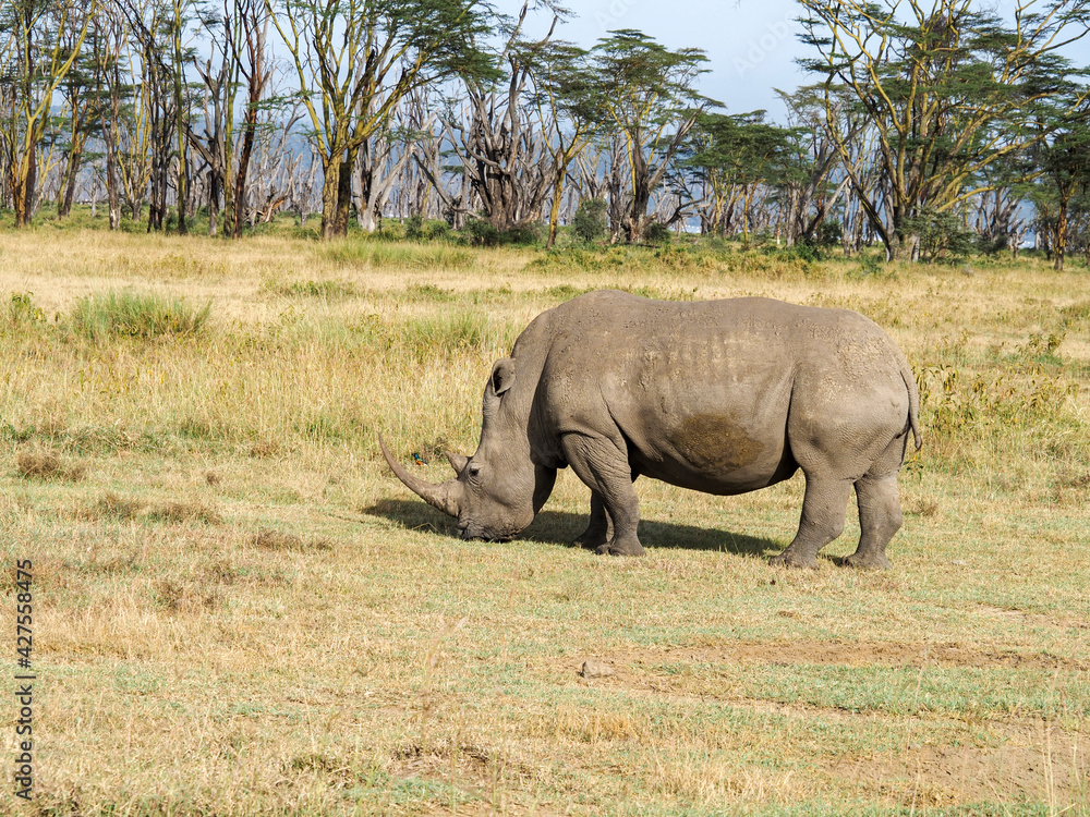 Fototapeta premium White Rhino grazing along Savannah, Lake Nakuru, Kenya, Africa