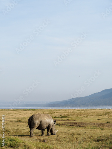 White Rhino grazing along Savannah, Lake Nakuru, Kenya, Africa