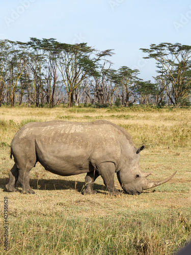 White Rhino grazing along Savannah, Lake Nakuru, Kenya, Africa
