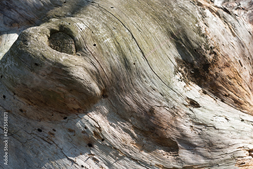 texture of an dead alp pine tree trunk - cursive lines