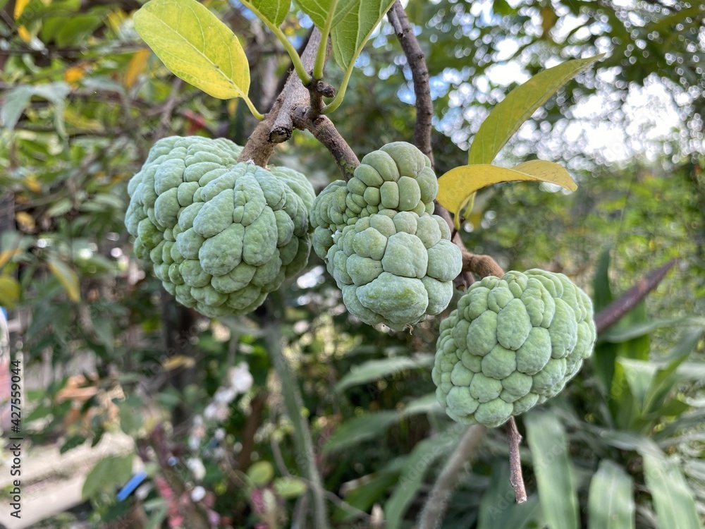 fresh green sugar apple fruit in nature garden fresh green sugar apple fruit in nature garden