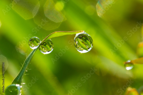 Background of a fresh green grass with water drops. Close-up - Image