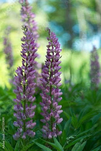 close up of violet lupine flowers in the garden