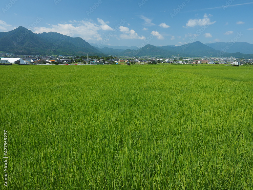 Obraz premium Green rice field and rural landscape