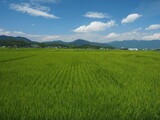 Green rice field and rural landscape